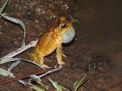 Incilius porteri