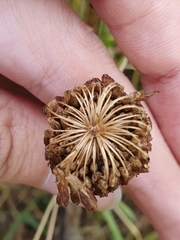 Trifolium hybridum