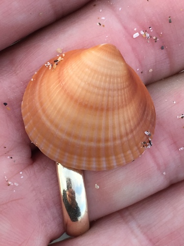 Spectral Bittersweet Clam