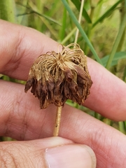 Trifolium hybridum