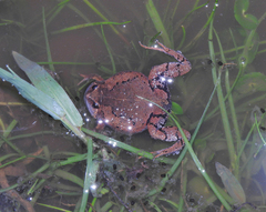 Hypopachus guancasco
