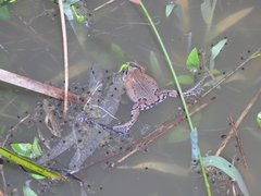 Hypopachus guancasco