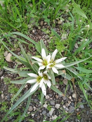 Colchicum palaestinum