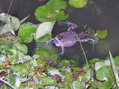 Hypopachus guancasco