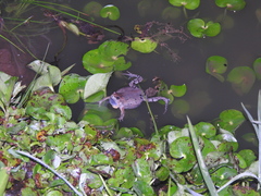 Hypopachus guancasco