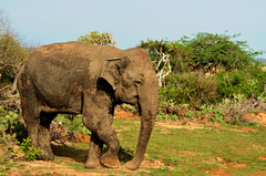 Elephas maximus maximus