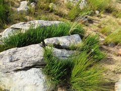 Protea scorzonerifolia