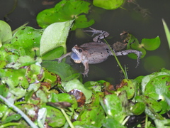 Hypopachus guancasco