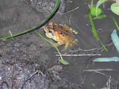 Incilius porteri