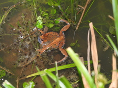 Hypopachus guancasco