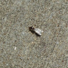 Brachymyrmex patagonicus