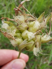 Aulacidea abdominalis