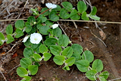 Evolvulus prostratus