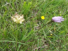 Aulacidea abdominalis