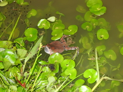 Hypopachus guancasco