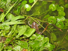 Hypopachus guancasco