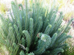 Campylostachys cernua