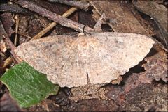 Casbia melanops
