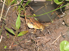 Incilius porteri