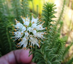 Campylostachys cernua