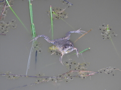 Hypopachus guancasco