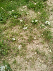 Colchicum palaestinum