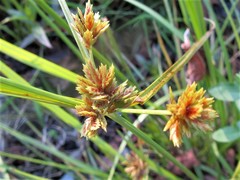 Cyperus glaber
