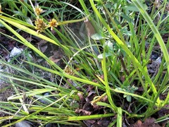 Cyperus glaber