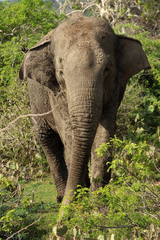 Elephas maximus maximus