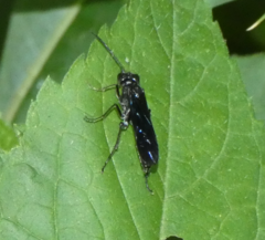 Lagium atroviolaceum