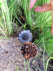 Protea scorzonerifolia