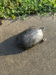 Kinosternon subrubrum