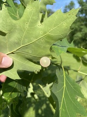 Amphibolips nubilipennis