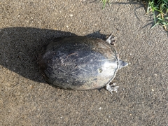 Kinosternon subrubrum