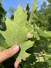 Amphibolips nubilipennis