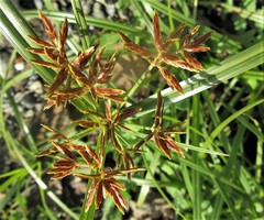 Cyperus longus