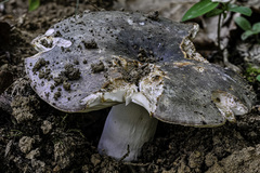 Russula parazurea