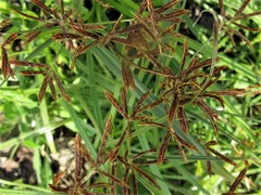 Cyperus longus
