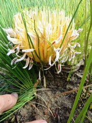 Protea lorea