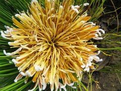 Protea lorea
