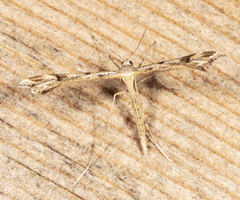 Stenoptilia coloradensis