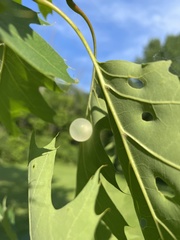 Amphibolips nubilipennis