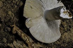 Russula parazurea