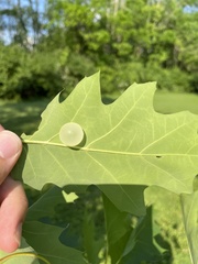 Amphibolips nubilipennis