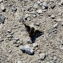 Hemipenthes morioides