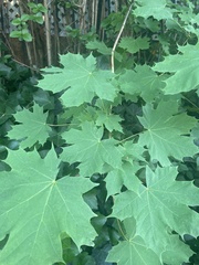 Acer platanoides