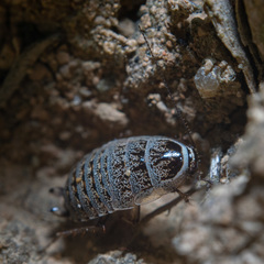 Phyllodromica subaptera