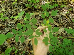 Taenidia integerrima