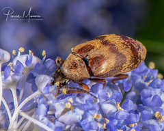 Araeopidius monachus