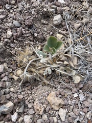 Pediomelum megalanthum